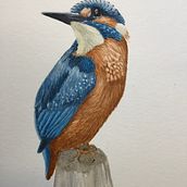My project in Naturalist Bird Illustration with Watercolors course. Naturalistic Illustration project by jsferraro3 - 04.20.2021