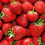 A world without strawberries. Un projet de Écriture de Tushita Bosonet - 21.04.2021