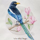 Yellow-Billed Magpie - Curso: Ilustración naturalista de aves con acuarela . Seni Rupa & Ilustrasi Naturalistik proyek oleh Elena Pellicer - 04.21.2021