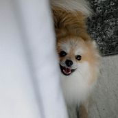 Meu projeto do curso: Fotografia lifestyle de cachorros. Un progetto di Fotografia di Delly Gebara - 22.04.2021