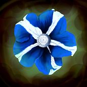 Flores. Botanical Illustration project by thiagopontes00 - 04.22.2021