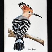 Mi Proyecto del curso: Ilustración naturalista de aves con acuarela Ein Projekt aus dem Bereich Naturalistische Illustration von Ana Isabel - 23.04.2021