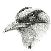 Barranquero. Ink Illustration, and Digital Painting project by Ana Cristina Pareja Galeano - 04.23.2021