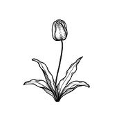 Floral Line Art Ein Projekt aus dem Bereich Botanische Illustration von Yulinda Besari - 31.10.2020