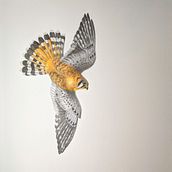 My project in Naturalist Bird Illustration with Watercolors course. Un progetto di Illustrazione tradizionale, Pittura ad acquerello, Disegno realistico e Illustrazione naturalistica di Ann - 16.05.2021