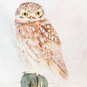 Oiseau de nuit. Een project van Aquarelschilderen van Rebecca Bedout - 15.03.2021