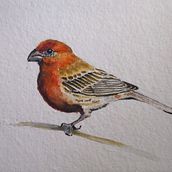 My project in Artistic Watercolor Techniques for Illustrating Birds course. Watercolor Painting project by nilanjanamails - 04.22.2021
