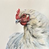 Chicken . Watercolor Painting project by Kaori Twohig - 02.01.2021