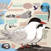Infografía de un ave-nturero de la luz. Drawing, Traditional illustration, Naturalistic Illustration & Infographics project by Héctor Cano - 04.25.2021