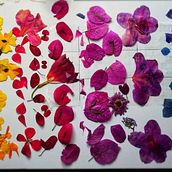 Mural hecho con flores preservadas de diferentes colores con tecnica de prensado botanico. Creativit, and Painting project by Erick Marti Jimenez Rodriguez - 04.01.2021