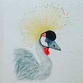 Mi Proyecto del curso: Ilustración naturalista de aves con acuarela. Un progetto di Pittura ad acquerello di cmarceh_art - 26.04.2021