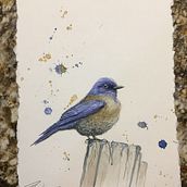 Western Bluebird. Watercolor Painting project by conser_ray - 04.24.2021