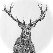 Male deer, practicing drawing the fur. Artistic Drawing & Ink Illustration project by Joan Brons - 04.26.2021