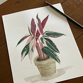 Maranta. Botanical Illustration, Painting, and Watercolor Painting project by darlene.dutra - 04.27.2021