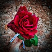 Mi Proyecto del curso: Composición y edición fotográfica para Instagram. Fotografia projeto de Loli Navarro - 25.04.2021