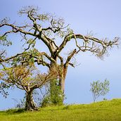 Meu projeto do curso: Teoria das cores na fotografia. Un projet de Photographie numérique de Josealdo Lyra - 29.04.2021