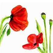 Mi proyecto lo he hecho a partir de las amapolas. . Watercolor Painting project by xrismata12 - 05.03.2021