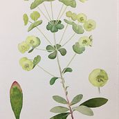 My project in Botanical Watercolor: Illustrate the Anatomy of Flowers course. Botanical Illustration project by rob eadie - 05.05.2021