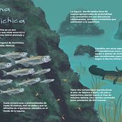 Animales acuáticos de México: Poblana Alchichica.. Traditional illustration, Naturalistic Illustration & Infographics project by Karla Valencia - 05.06.2021