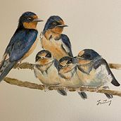 Barn swallows. Naturalistic Illustration project by Jan - 05.06.2021