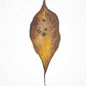 My project in Botanical Illustration with Watercolors course. Traditional illustration, Fine Arts, Painting, Drawing, Watercolor Painting, and Botanical Illustration project by Ade - 02.15.2021