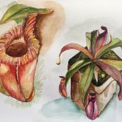 Assignment 4: Nepenthes plant by Sareera. Un proyecto de Ilustración botánica de Sareera Sukasam - 08.05.2021