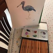 Mi Proyecto del curso: Ilustración naturalista de aves con acuarela. Watercolor Painting, Traditional illustration, Realistic Drawing, and Naturalistic Illustration project by Lucía San Vicente - 05.09.2021