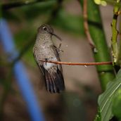 Educação ambiental no córrego da Tiririca. Desenho, e Pintura em aquarela projeto de Luisa - 09.05.2021