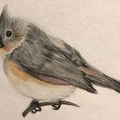 Tufted Titmouse . Un proyecto de Pintura a la acuarela de Leah Luczynski - 08.05.2021