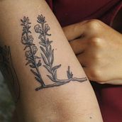 Tatuagens Botânicas @umkiriri. Desenho de tatuagens e Ilustração tradicional projeto de Adalício Neto - 12.05.2021