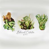 My Final project in Botanical Watercolor: Illustrate the Anatomy of Flowers course. Un proyecto de Ilustración tradicional, Ilustración botánica, Bellas Artes, Pintura, Dibujo y Pintura a la acuarela de Sareera Sukasam - 30.04.2021