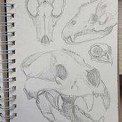 Sketchbook skull study. Traditional illustration project by Hailey - 10.09.2019