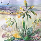 Cowslips on North Downs. Un progetto di Illustrazione tradizionale, Disegno, Pittura ad acquerello, Illustrazione con inchiostro e Illustrazione naturalistica di louisedoveart - 14.05.2021