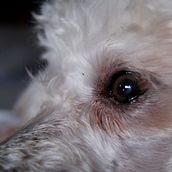 La voz de mi perro. Writing project by Julia Serrano Almela - 05.14.2021