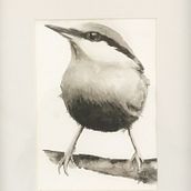 Cours de Sarah Stokes : Piaf en NB. Traditional illustration, Watercolor Painting, Realistic Drawing, and Naturalistic Illustration project by pcharron36 - 05.15.2021