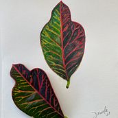 Mi Proyecto del curso: Acuarela botánica: ilustra la anatomía de las flores. Un progetto di Illustrazione tradizionale, Belle arti, Pittura, Disegno, Pittura ad acquerello e Illustrazione botanica di Daniela Paredes - 16.05.2021
