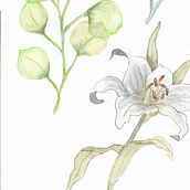 My project in Naturalist Illustrations with Watercolors: Drawing and Composition course. Un proyecto de Ilustración tradicional, Dibujo, Pintura a la acuarela e Ilustración naturalista				 de janerob100 - 10.05.2021