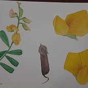 Mi Proyecto del curso: Ilustración botánica con acuarela. Traditional illustration, Fine Arts, Painting, Drawing, Watercolor Painting, and Botanical Illustration project by Abigail Cascante - 05.16.2021