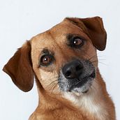 Mi Proyecto del curso: Introducción a la fotografía de perros. Photograph, Portrait Photograph, Studio Photograph, Documentar, Photograph, Lifest, le Photograph & Interior Photograph project by Sebastián Hincapié - 05.19.2021