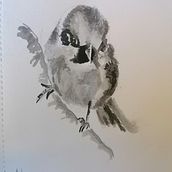 Bird drawings  Ein Projekt aus dem Bereich Traditionelle Illustration von Theresa D - 05.05.2021