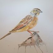 Bird watercolor  Ein Projekt aus dem Bereich Aquarellmalerei von Theresa D - 20.05.2021
