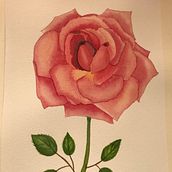 My project in Botanical Sketchbooking: A Meditative Approach course. Un progetto di Bozzetti, Disegno, Pittura ad acquerello, Illustrazione botanica, Sketchbook e Illustrazione tradizionale di Peta Rutherford - 19.05.2021
