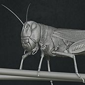 3D Locust. 3D, Photograph, Post-production, Film, VFX, and 3D Modeling project by Pari Rajulu - 05.24.2021