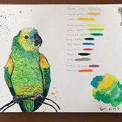 Meu projeto do curso: Técnicas expressivas de aquarela para ilustração de pássaros. Traditional illustration, Watercolor Painting, Realistic Drawing, and Naturalistic Illustration project by Vânia Brandao - 05.24.2021