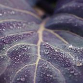 Naturaleza . % Lorea López tarafından hazırlanan Yaratıcılık, Mobil Fotoğrafçılık, Ve Dijital Fotoğrafçılık projesi - 05.24.2021