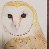 Barnowl in watercolour pencil. Drawing project by Henrieke Wiebenga - 07.20.2020