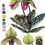 My project in Botanical Watercolor: Illustrate the Anatomy of Flowers course. Traditional illustration, Fine Arts, Painting, Drawing, Watercolor Painting, and Botanical Illustration project by dashatagrigorova - 05.25.2021