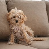Canela. Photograph, Portrait Photograph, Instagram Photograph, Documentar, Photograph, Lifest, and le Photograph project by Pamela Avalo - 05.17.2021