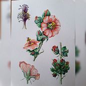 Mi Proyecto del curso: Acuarela botánica: ilustra la anatomía de las flores. Un proyecto de Ilustración tradicional, Bellas Artes, Pintura, Dibujo, Pintura a la acuarela e Ilustración botánica de Marce - 24.05.2021