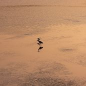 Aves en la Foz del Río Miñor, Pontevedra (Spain). Photograph, Digital Photograph, and Photographic Composition project by Manuel Velasco Graña - 05.26.2021